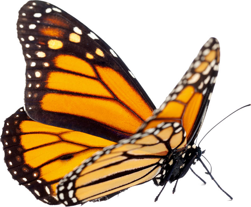monarch butterfly